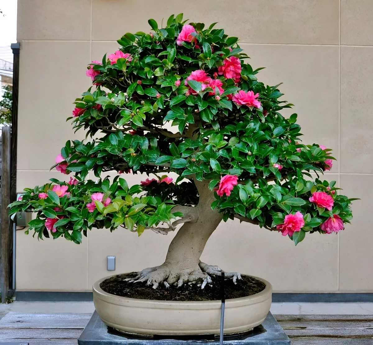 camellia japonica en forme de bonsai fleurs roses veilles vertes