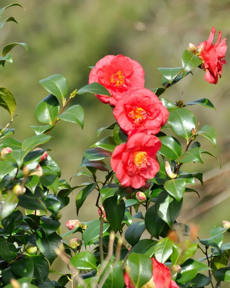 camellia japonica fiche texhnique fleurs roses