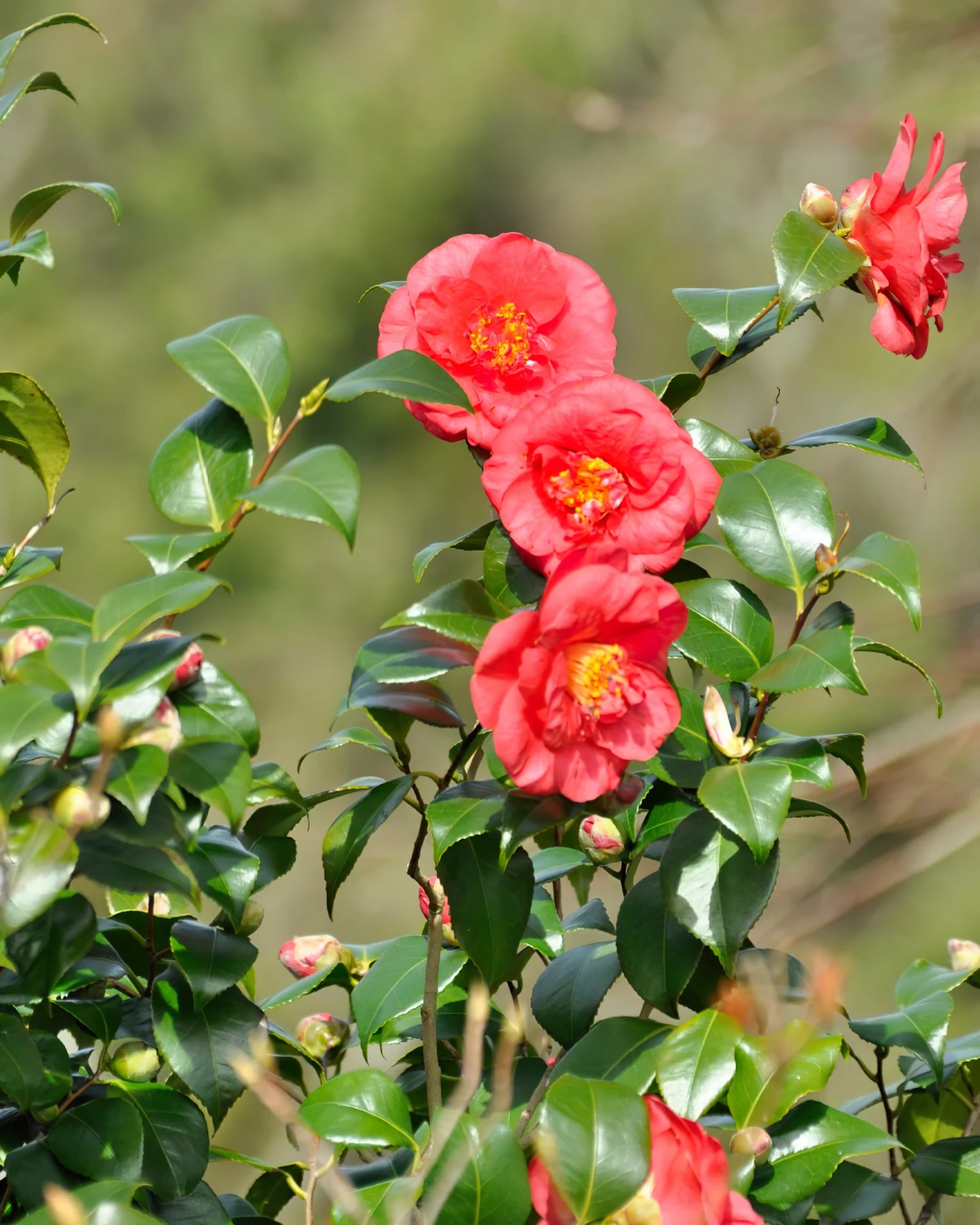 camellia japonica fiche texhnique fleurs roses