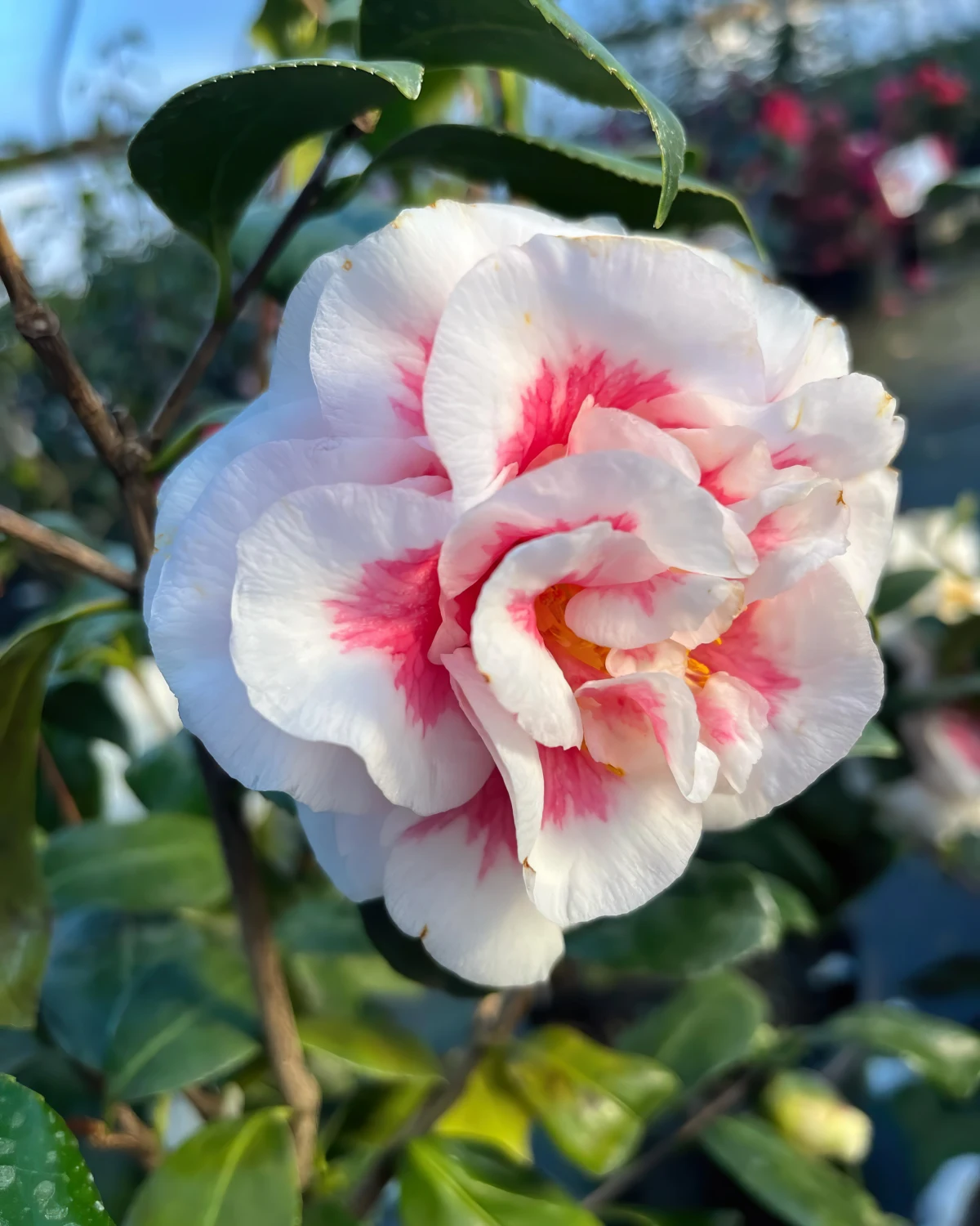 camellia japonica guide d entretien fleurs blanches et roses feuilles vertes