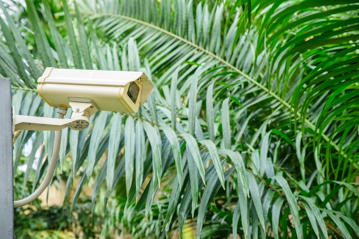 camera de surveillance palmiers feuilles dispositif securite exterieur