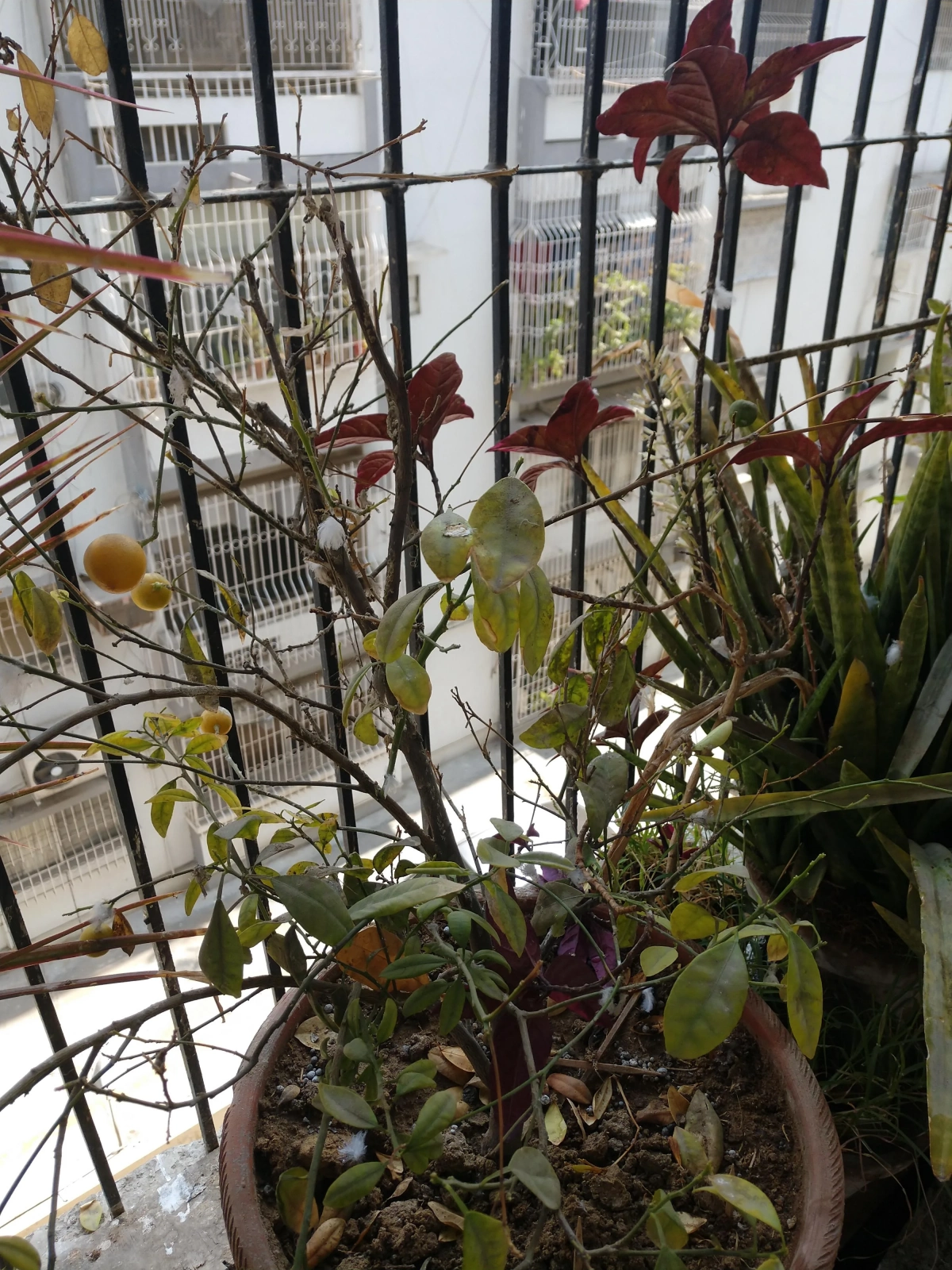 citron feuillage sec feuilles jaunes fruits petits pot sol exposition balcon