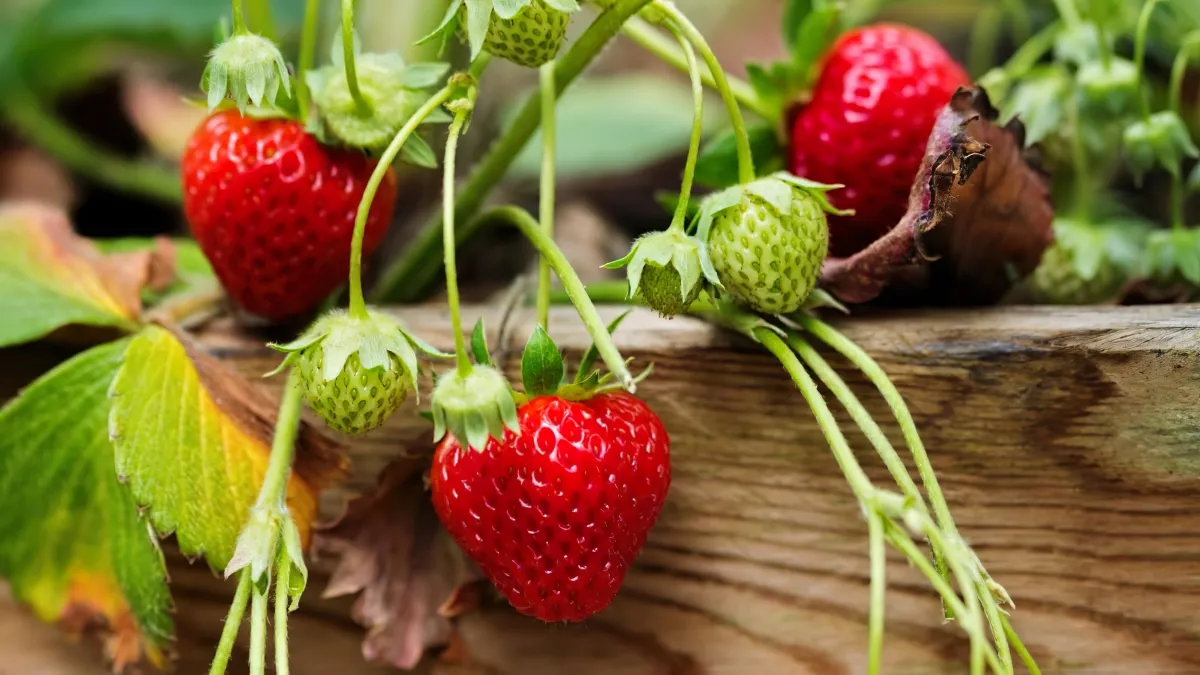 comment avoir des fraises precoces engrais et soins