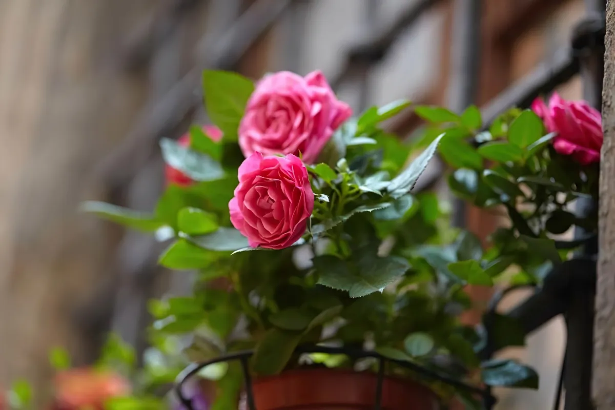 comment bien entretenir les plantes fleuries pour balcon