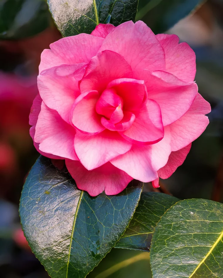 comment cultiver le camelia du japon fleurs roses feuilles vertes