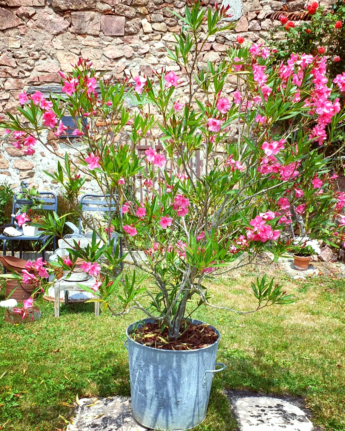 comment cultiver le laurier rose en pot jardin ensoleille fleurs