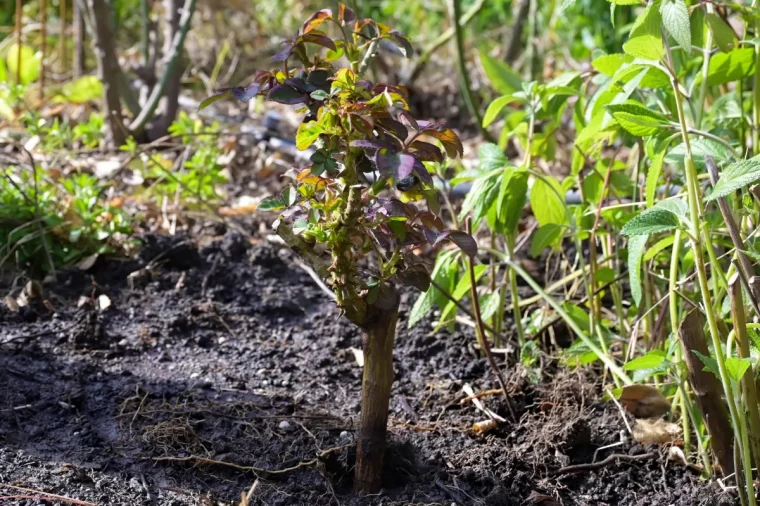 comment demarrer les rosiers au printemps conseils