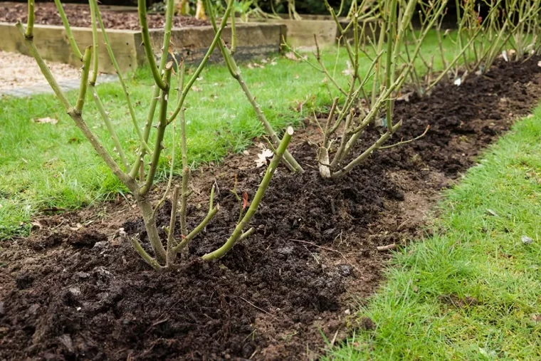 comment enrichir la terre des rosiers en mars guide complet