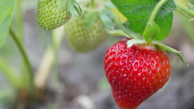 comment faire pour avoir une recolte abondante dee fraisiers