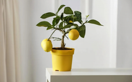 comment faire pour stimiuler la fructification du citronnier