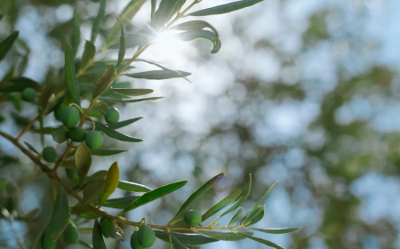 comment faire pour stimuler la fructification des oliviers