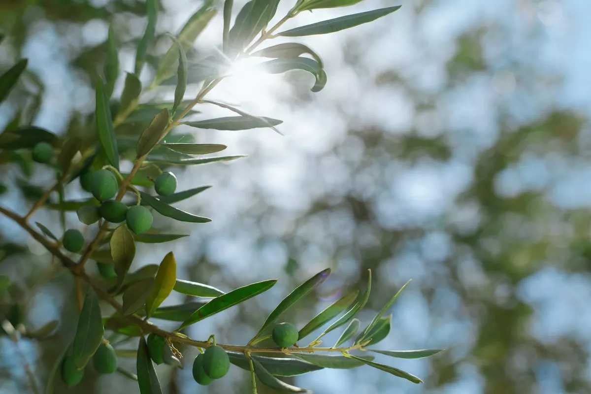 comment faire pour stimuler la fructification des oliviers
