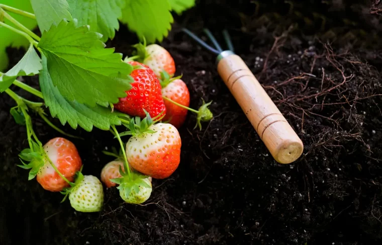 comment nourrir les plantes a fruits d ete