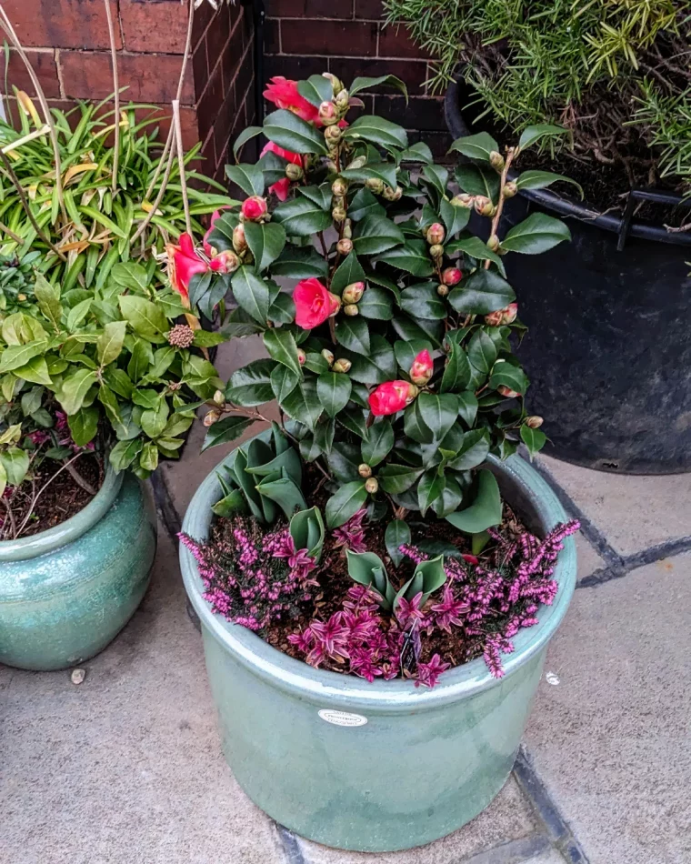 comment planter un camelia du japon en pot fleurs roses feuilles vertes