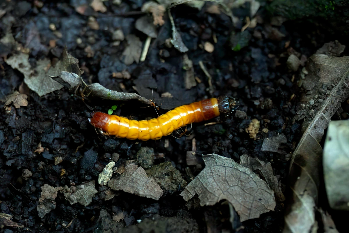 comment reconnaitre une larve de taupin vers orange terre