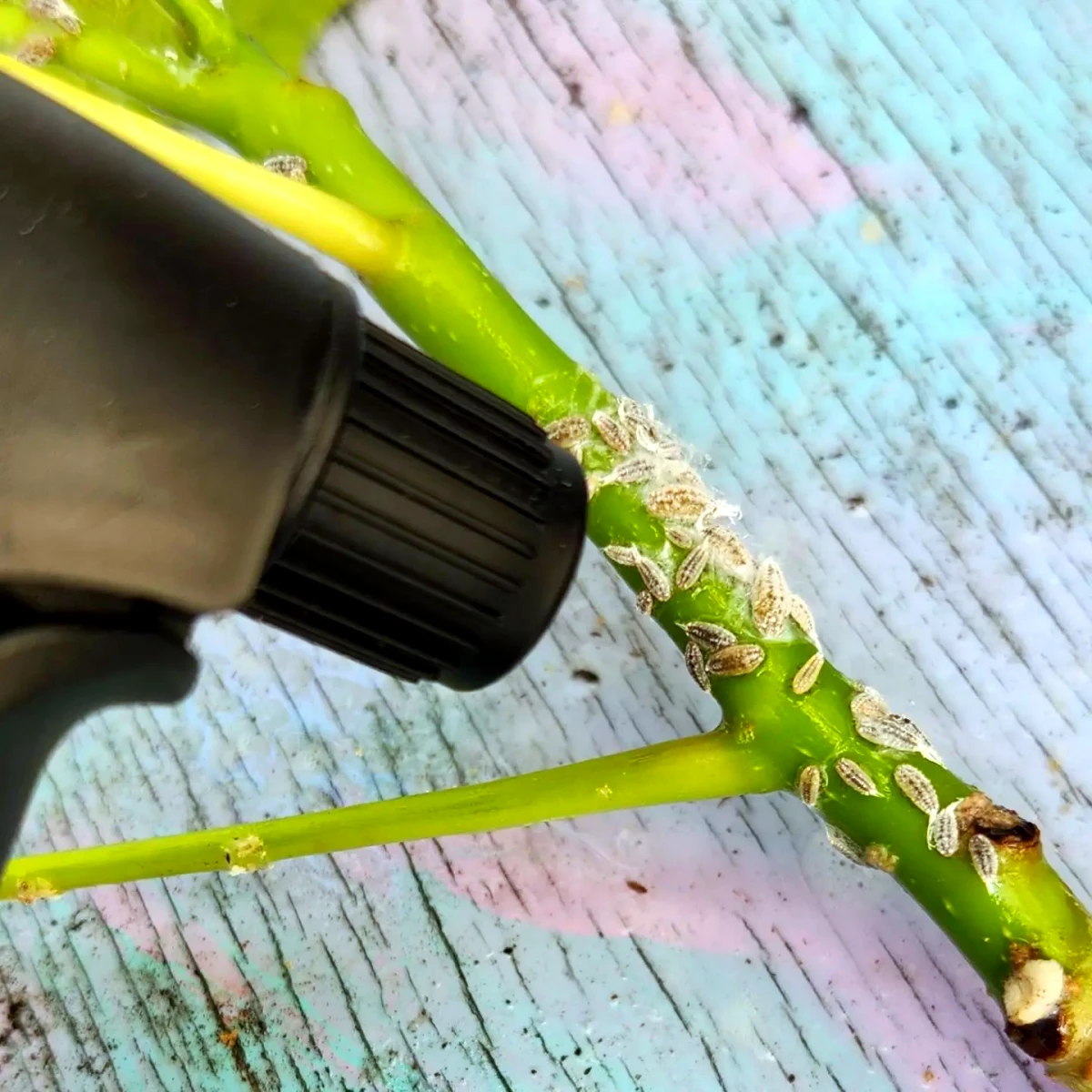 comment se debarrasser des cochinelles en lars tige verte