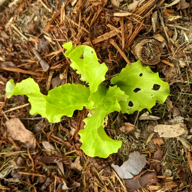 comment se debarrasser des taupins naturellement salade trouee