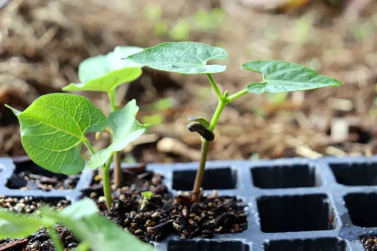 comment semer des haricots verts au chaud godet en plastic