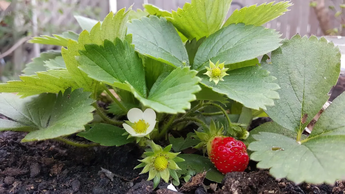 comment stimuler la floraison des fraisiers astuces