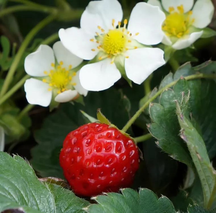 comment stimuler la floraison des plantes a baies rouges