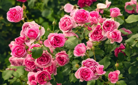 comment stimuler la floraison des rosiers conseils de pro