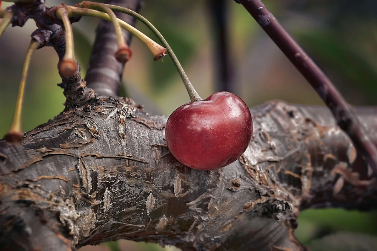 comment tailler un cerisier et qaund fruit rouge branches