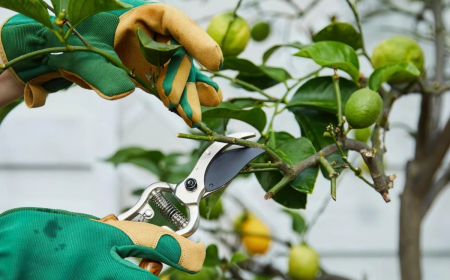 comment tailler un citronnier en pot gants de jardinage tige bois mort