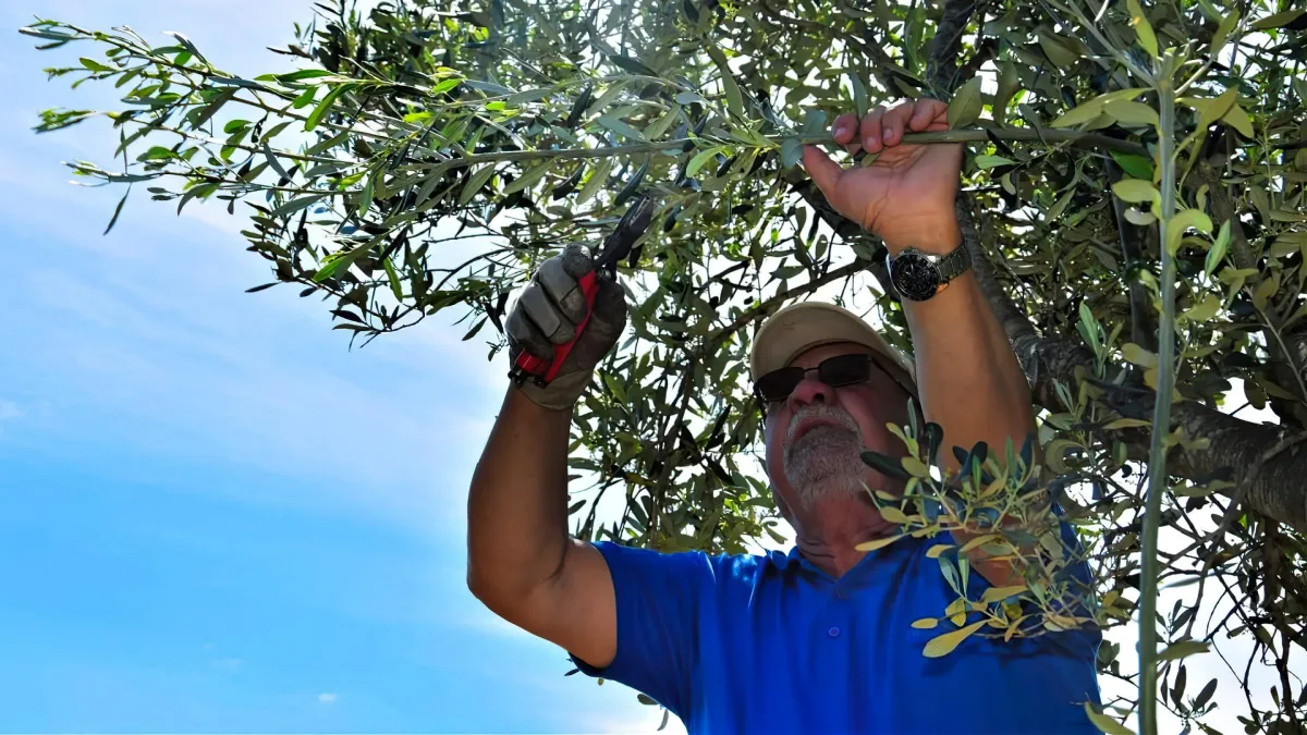 comment tailler un olivier trop haut guide pratique