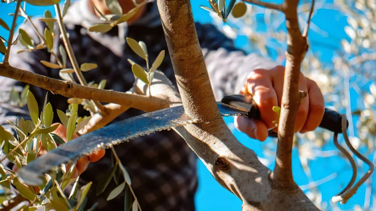 comment tailler un olivier trop haut secrets des jardiniers