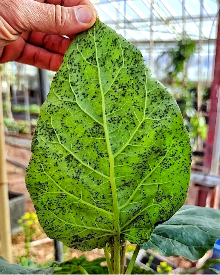 des pucerons noires sur une feuille verte plante