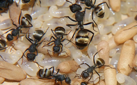 empecher les fourmis de monter aux arbres fruitiers avec leurspucerons