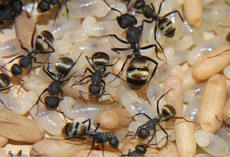 empecher les fourmis de monter aux arbres fruitiers avec leurspucerons