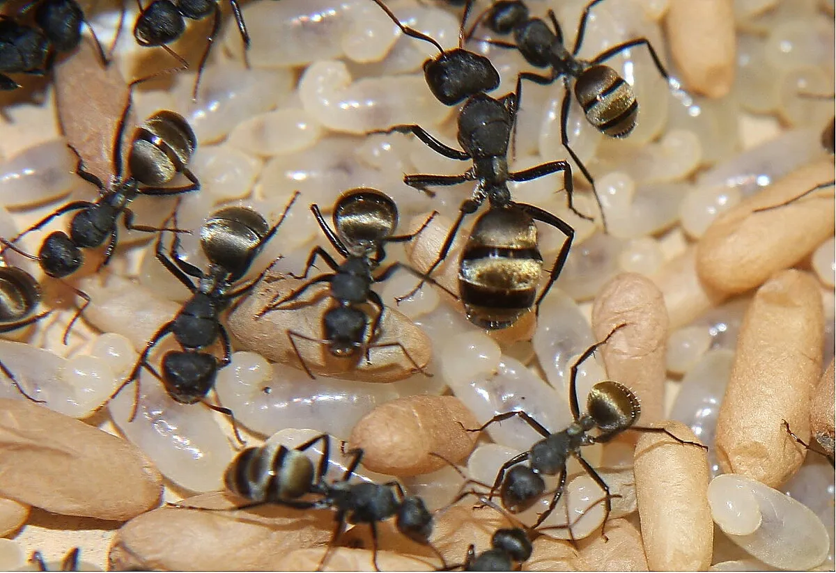 empêcher les fourmis de monter aux arbres fruitiers avec leurspucerons