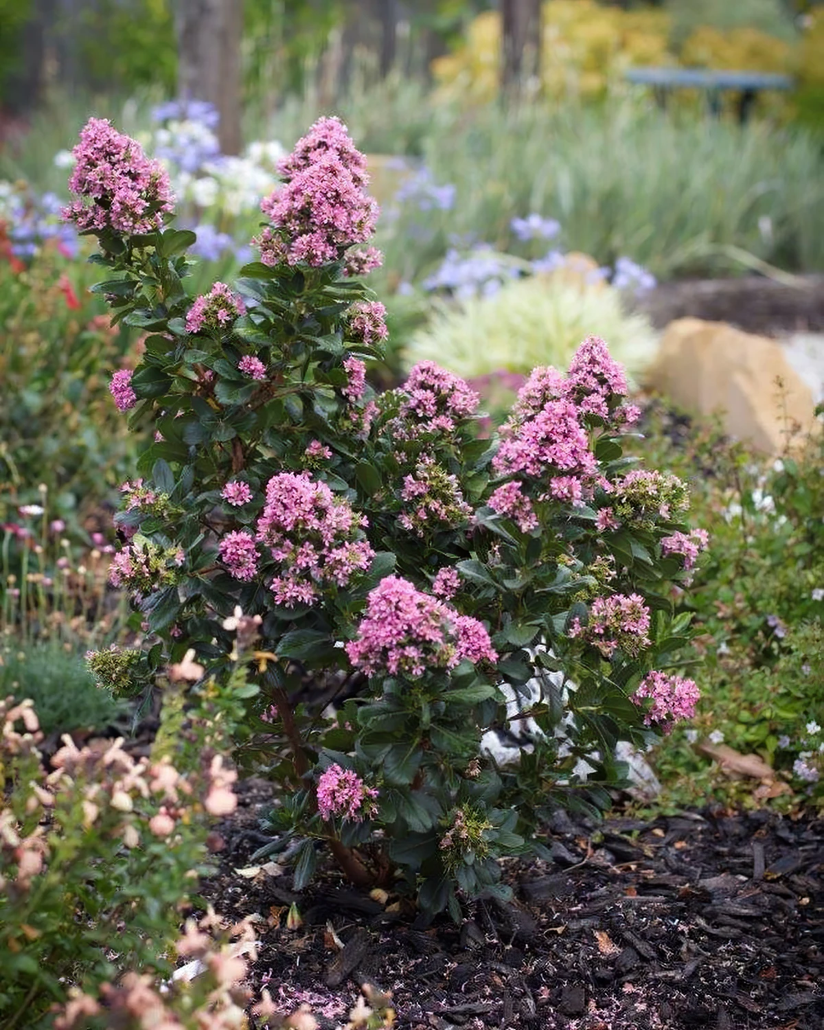 escallonia rose feuille verte jardin bordure