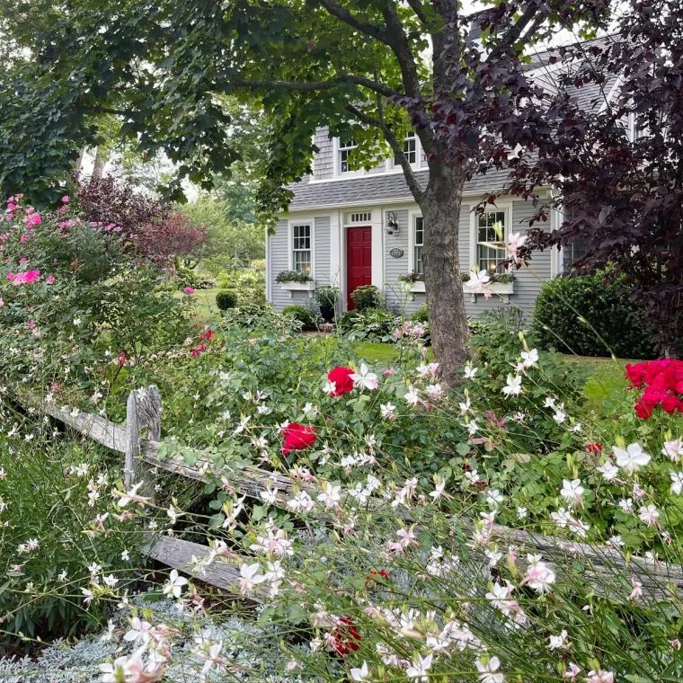 facade maison jardin bordure artemisia schmidtiana gaura fleurs