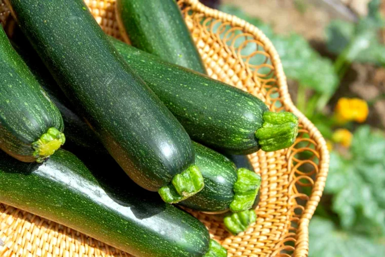 faire germer des graines de courgettes fruit vert