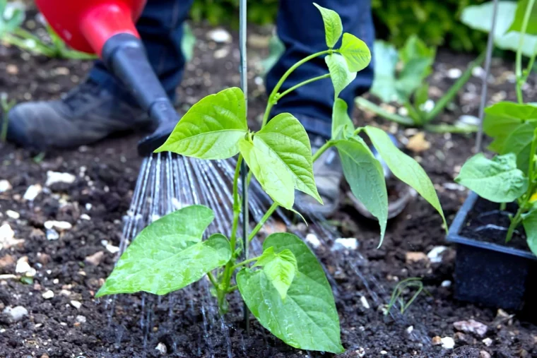 faut il tremper les haricots verts avant de les semer plante verte