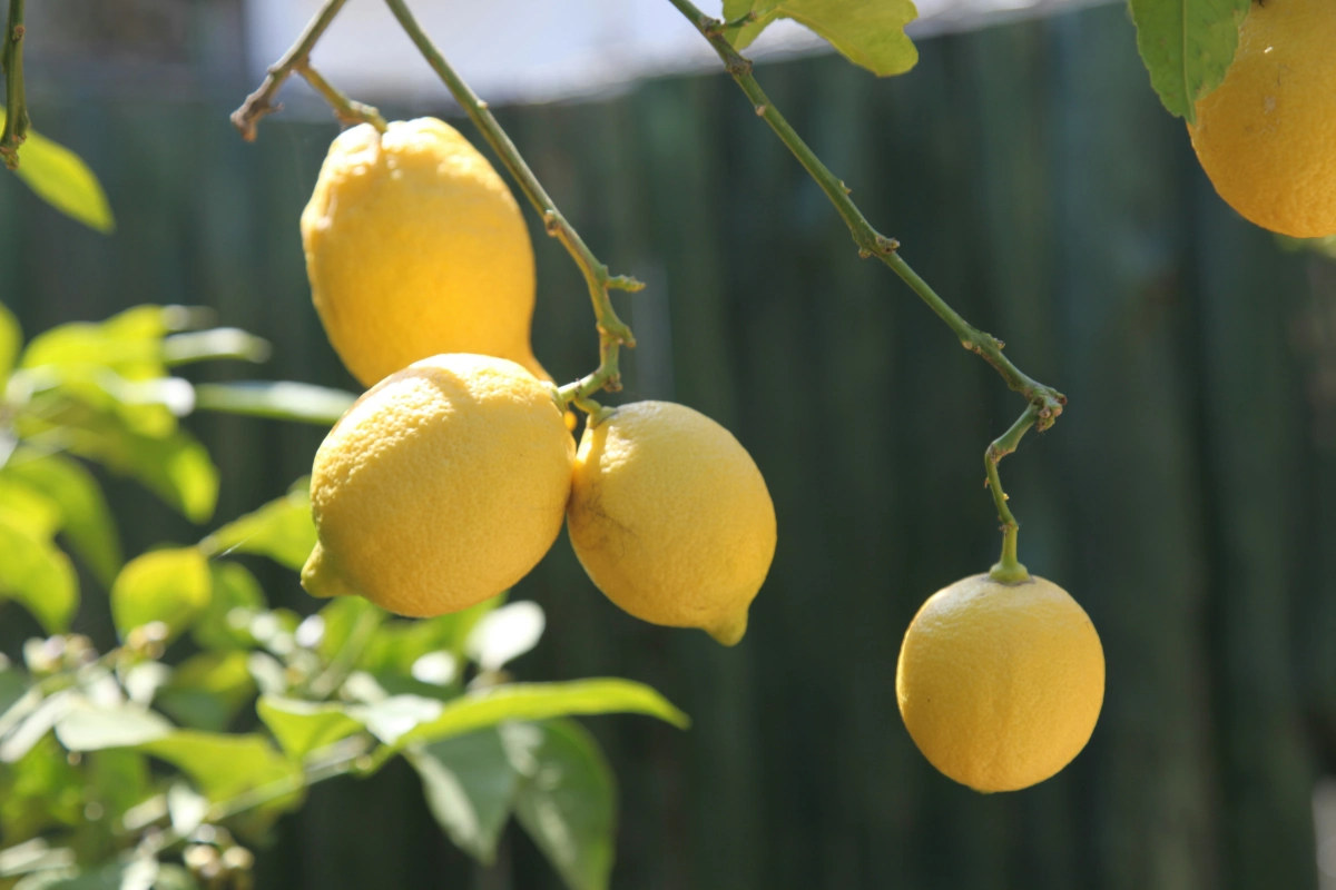 fruits citrons jaunes tiges vertes lumiere soleil plante exterieur