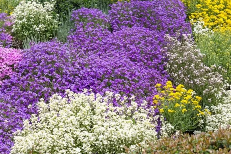 idees d arbustes pour talus en pente fleurs jaunes et violettes