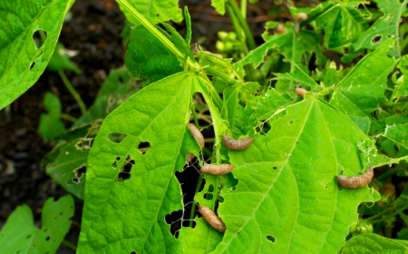 insectes qui mangent des recoltes et des feuilles vertes