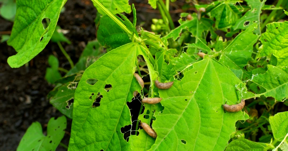 insectes qui mangent des recoltes et des feuilles vertes