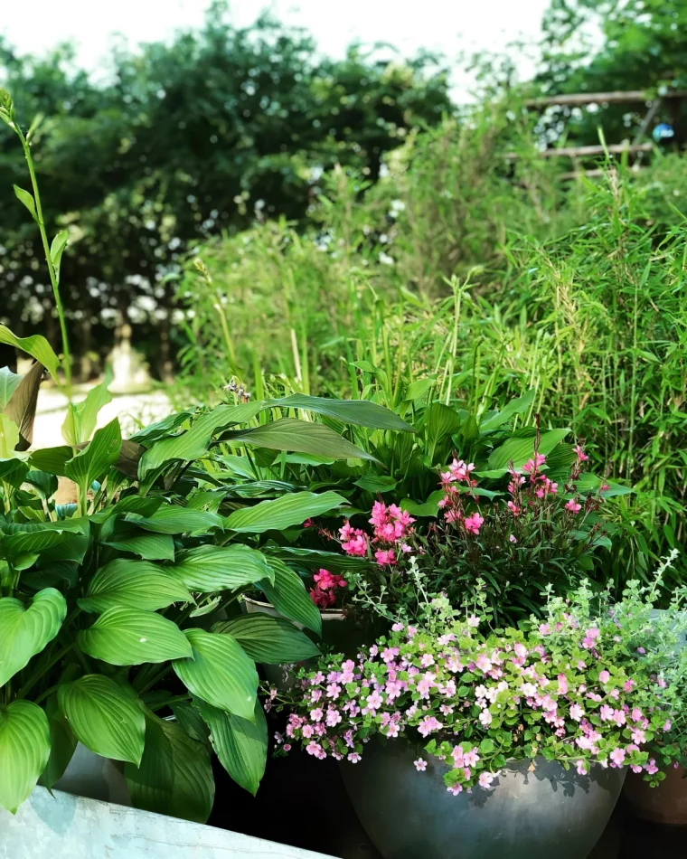 jardin plantes vertes hostas gaura rose pots hauteur plantes