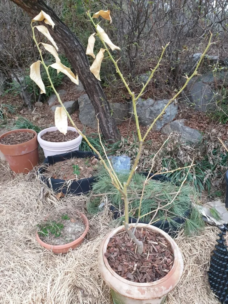 jardin pots terre cuite sol paillage tiges longues vertes epines