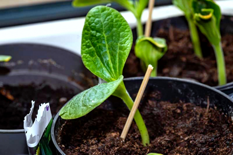 jeune plant de courgette feuilles vertes terre