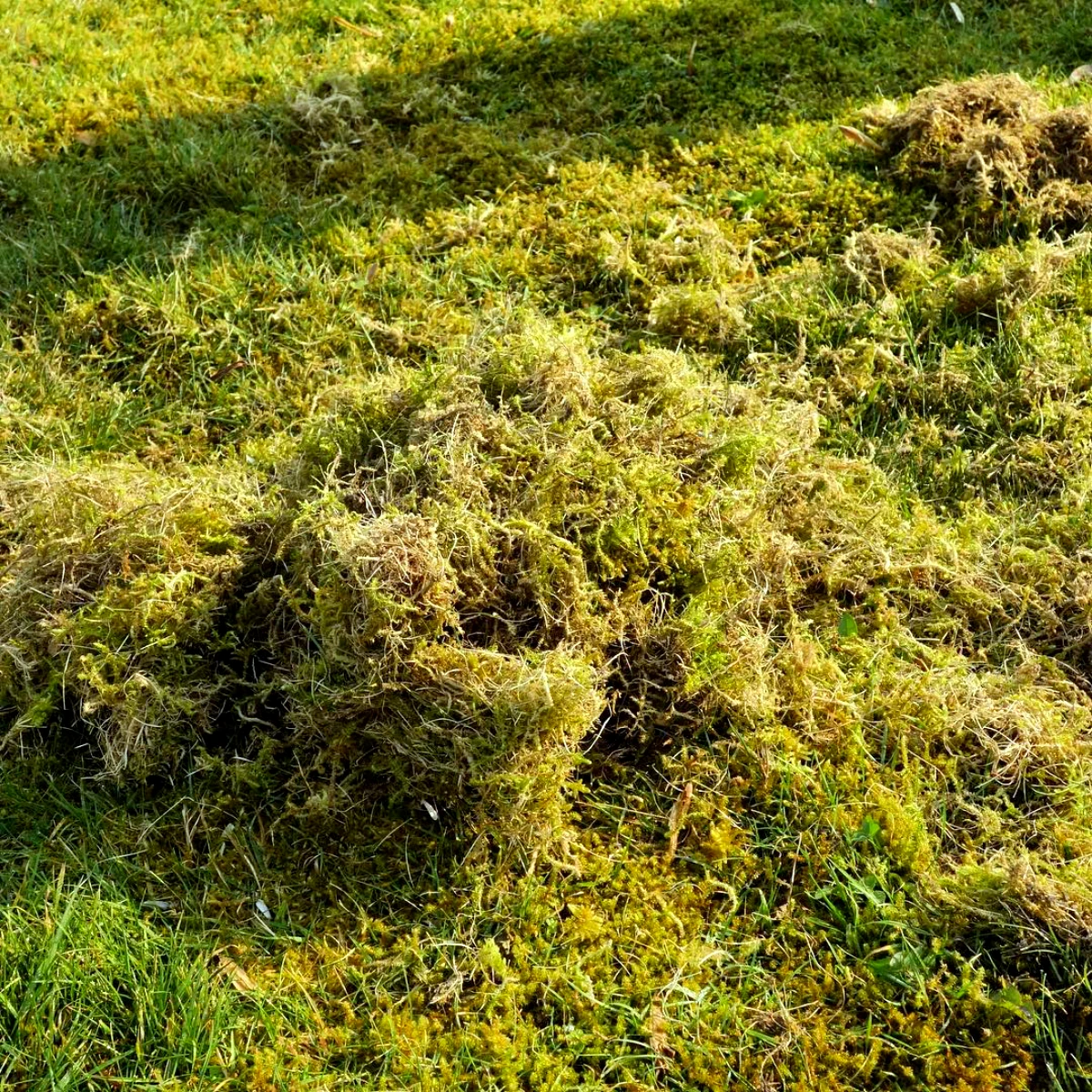 le produit anit mousse par excellance pelouse verte