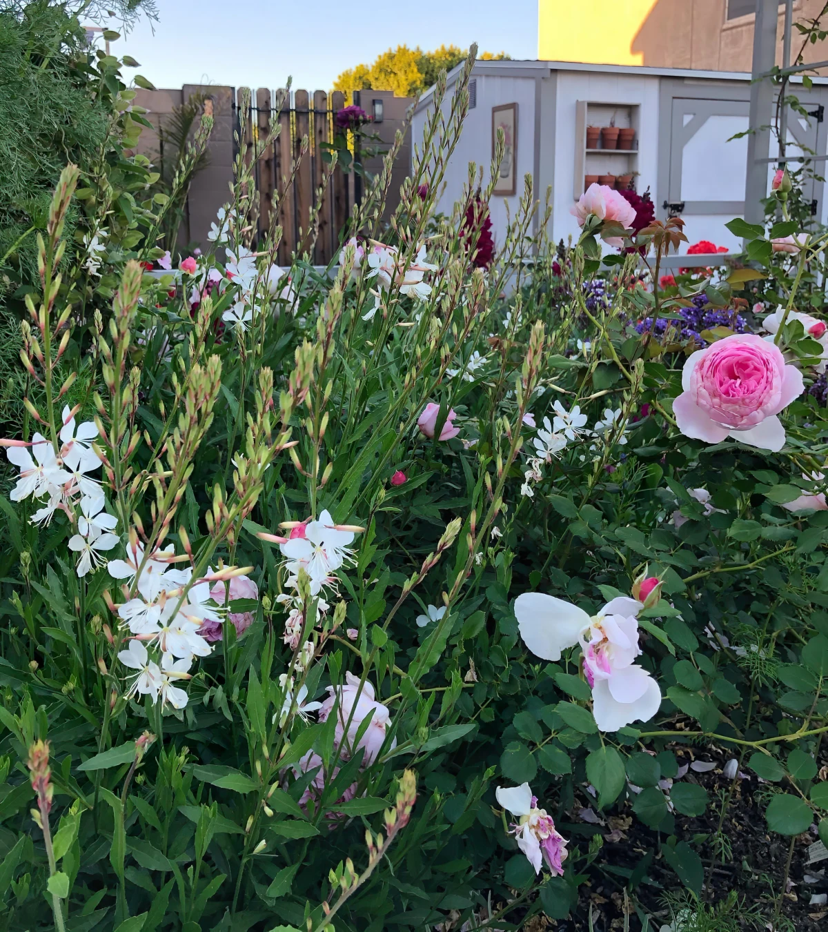 massif de jardin plantes vivaces gaura tiges hautes roses