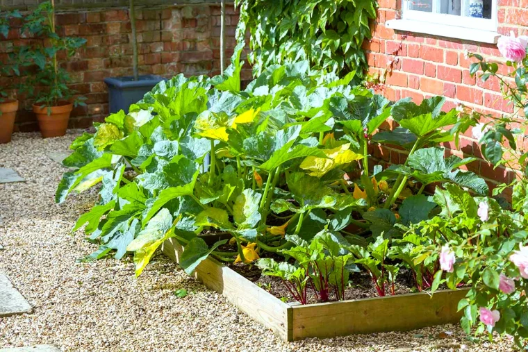 ou placer les courgettes dans le potager jardin ensoleille