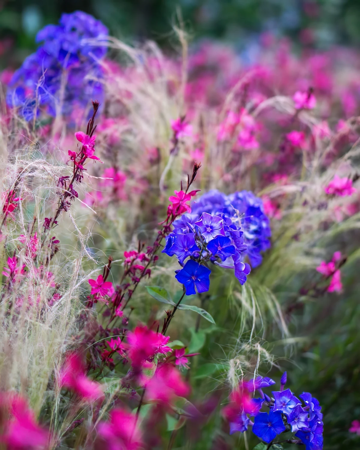 phlox violettes fleurs tiges longues gaura rose jardin rural
