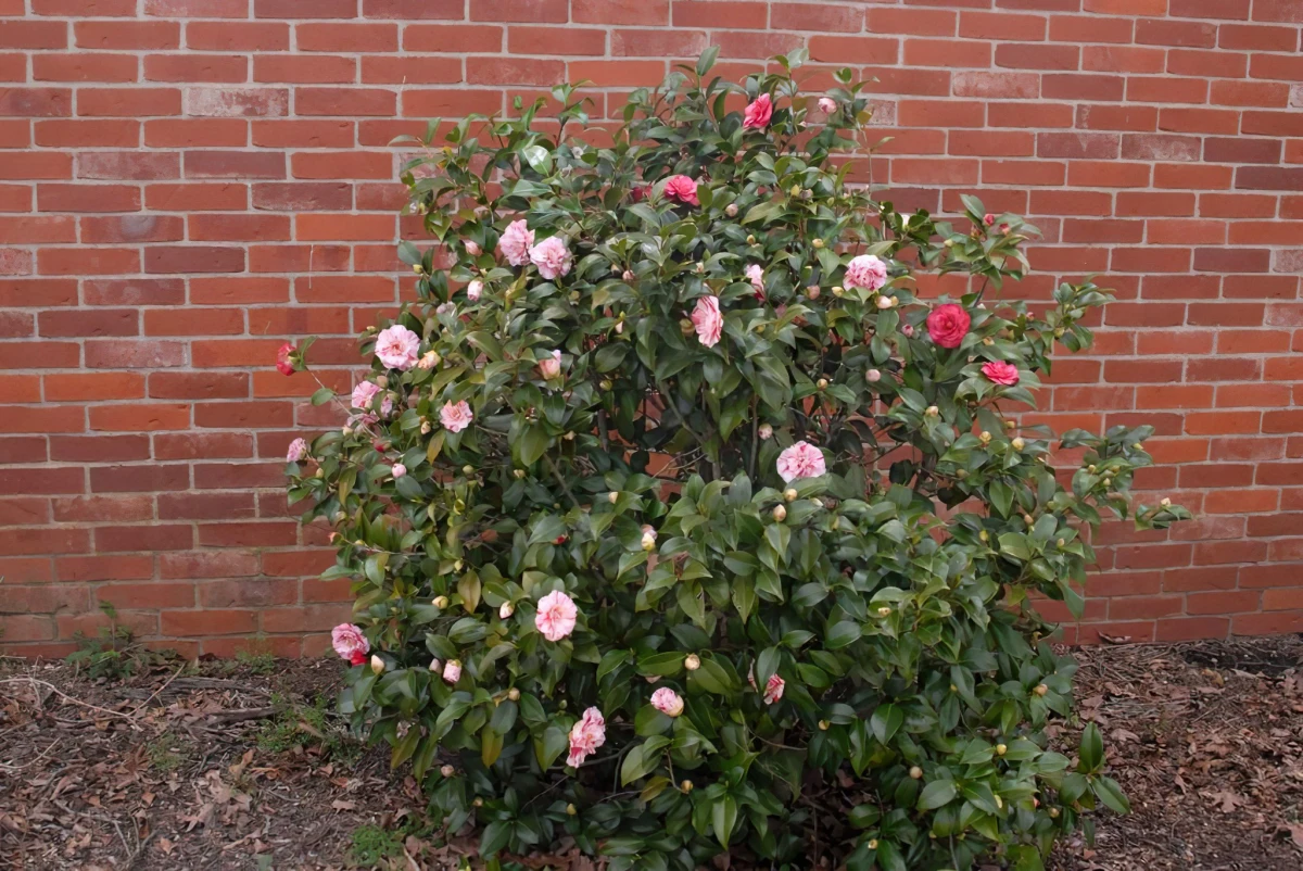 plantation et entretien du camellia du japon contre un mur fleurs roses