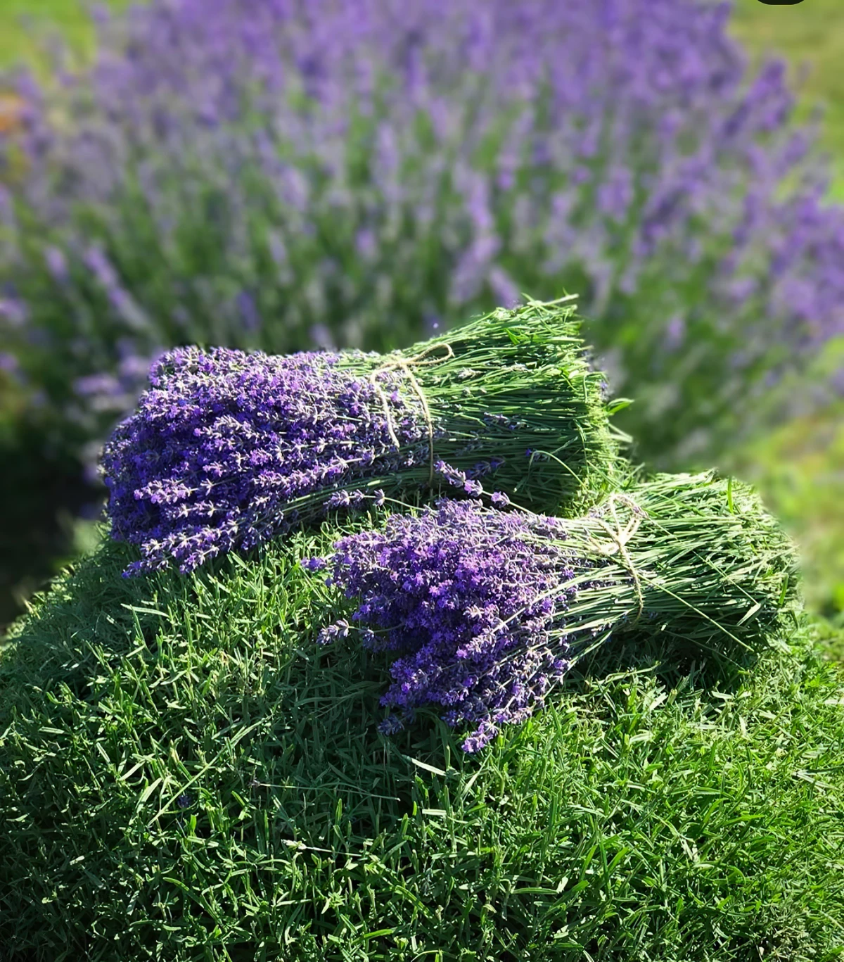 planter la lavande pour une bordure de jardin fleurs violettes feuilles vertes